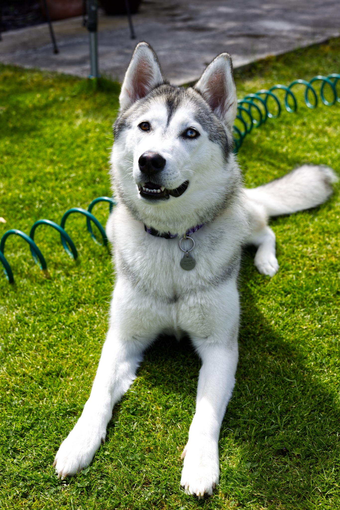 Pet portrait photography