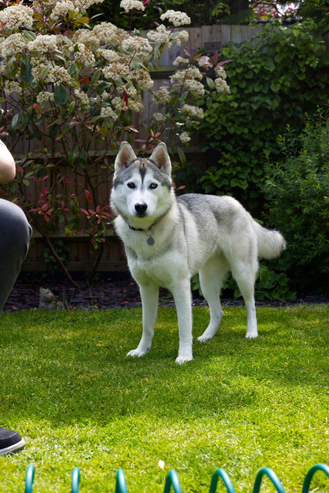 Husky standing in the garden